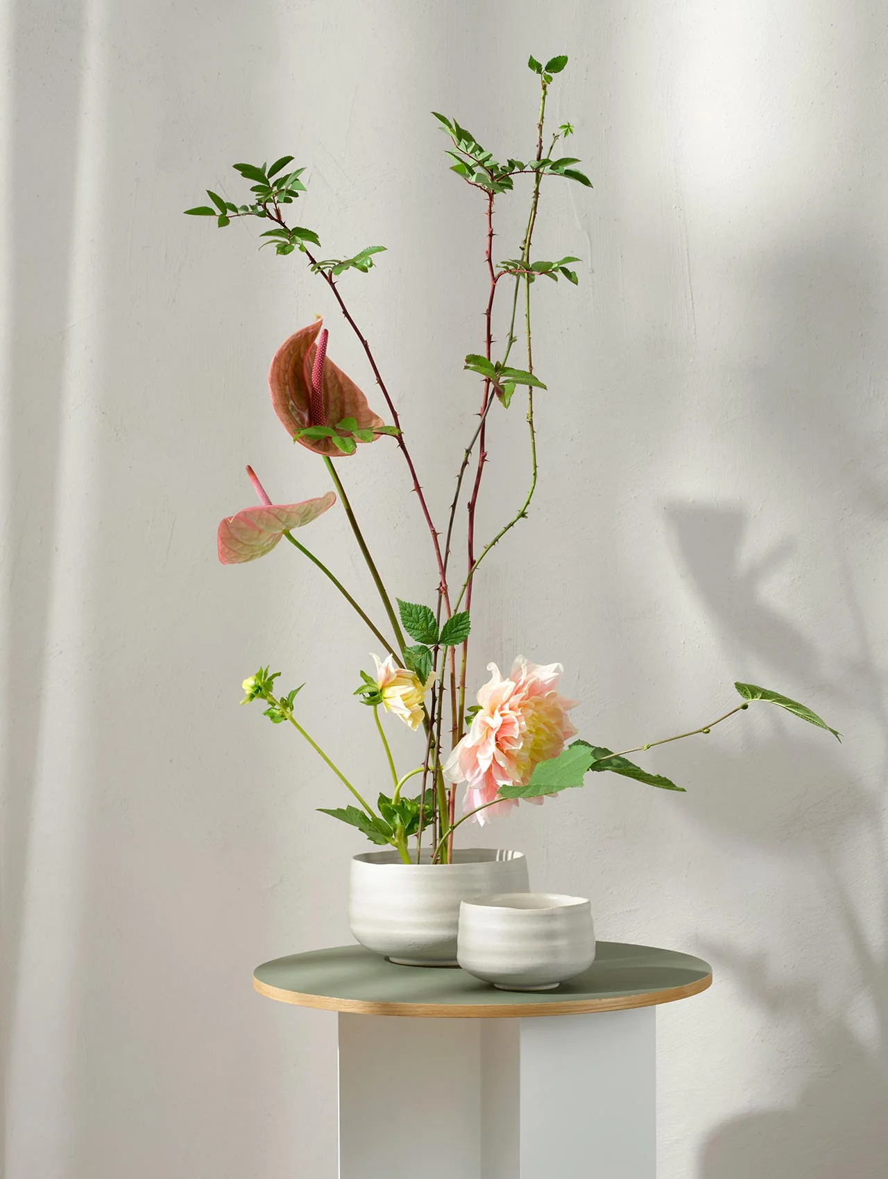 schale, hasu - Image 3